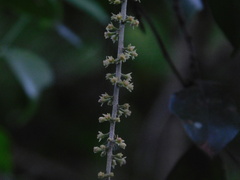 Picramnia antidesma
