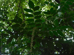 Picramnia antidesma