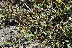 Ranunculus hyperboreus