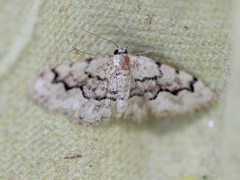 Idaea nigrolineata