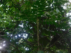 Picramnia antidesma