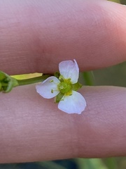 Alisma plantago-aquatica