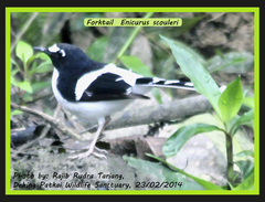 Enicurus immaculatus