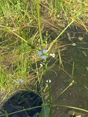 Alisma plantago-aquatica