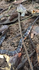 Hemibungarus calligaster