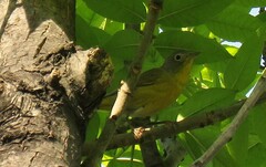 Leiothlypis ruficapilla