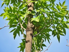 Leiothlypis ruficapilla
