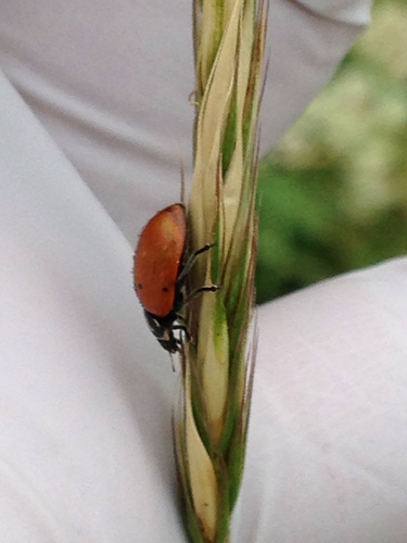 iNaturalist observation photo of Convergent Lady Beetle