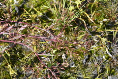 Rorippa palustris