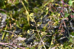Rorippa palustris