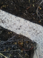 Formicidae