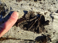Umbilicaria cylindrica