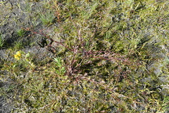 Rorippa palustris