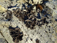 Umbilicaria cylindrica