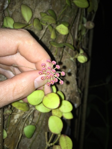 Hoya bilobata Schltr.