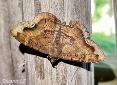 Hemeroblemma malitiosa