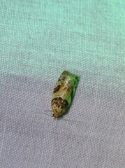 Argyrotaenia kimballi