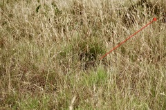 Nesotragus moschatus