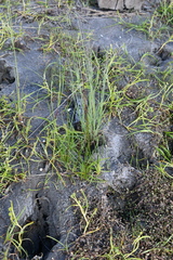 Triglochin palustris