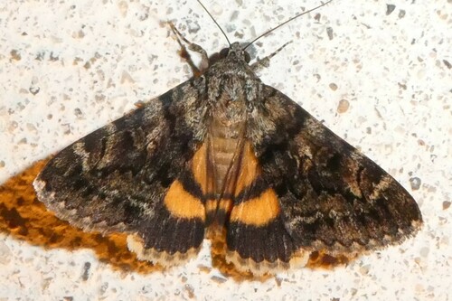 Oak Yellow Underwing