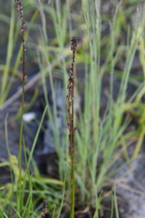 Triglochin palustris