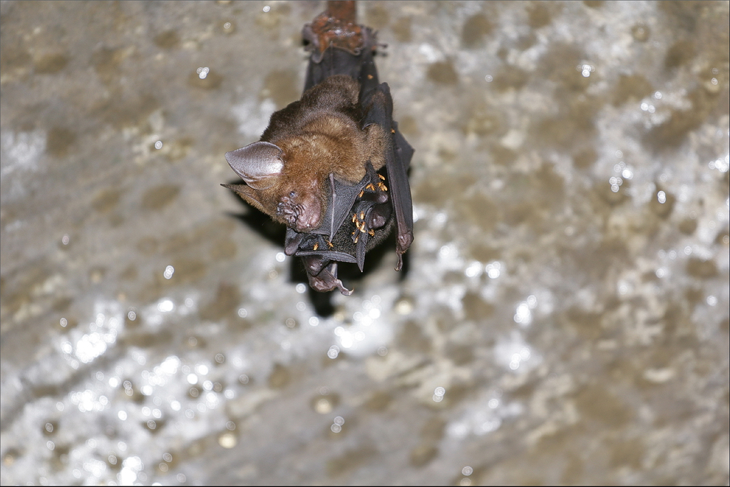 Hippoderus Armiger Hipposideros armiger terasensis from 後慈湖 on June 27, 2017 at 10:30 AM ...