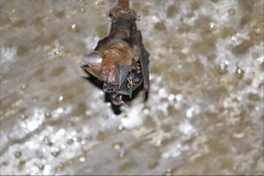 Hipposideros armiger terasensis