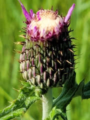 Cirsium flodmanii