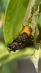 Chrysomelidae