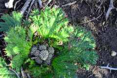 Arctopus echinatus