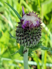 Cirsium flodmanii