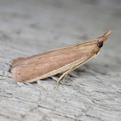 Peoria roseotinctella