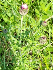 Cirsium flodmanii