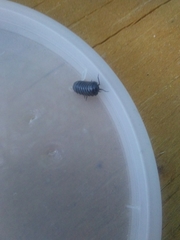 Armadillidium vulgare