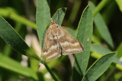 Pyrausta aerealis