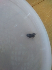 Armadillidium vulgare