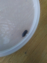 Armadillidium vulgare