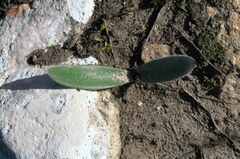 Haemanthus pubescens