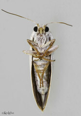 Tegeticula yuccasella
