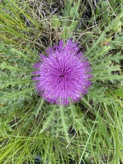 Cirsium drummondii
