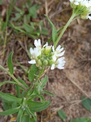 Berteroa incana