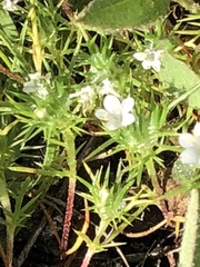 Navarretia intertexta