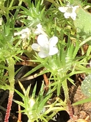 Navarretia intertexta