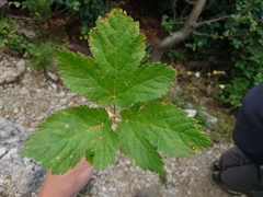 Peucedanum ostruthium