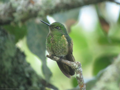 Boissonneaua flavescens