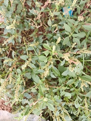 Amaranthus