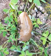 Drusia deshayesii