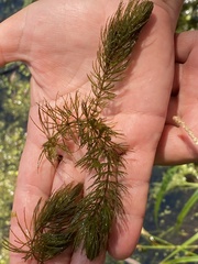 Ceratophyllum demersum