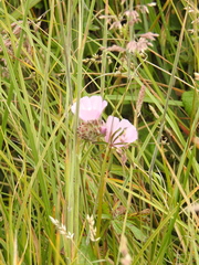 Sidalcea calycosa rhizomata