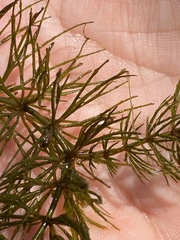 Ceratophyllum demersum